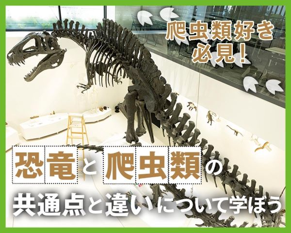 爬虫類好き必見！爬虫類と恐竜の共通点と違いについて学ぼう／ＴＣＡ東京ＥＣＯ動物海洋専門学校