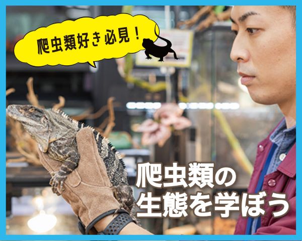 爬虫類の生体を学ぼう／ＴＣＡ東京ＥＣＯ動物海洋専門学校