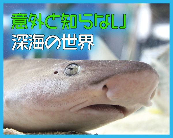 意外と知らない深海の世界／ＴＣＡ東京ＥＣＯ動物海洋専門学校