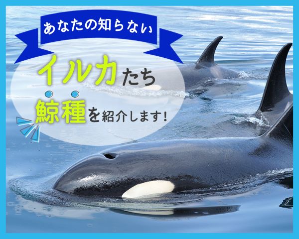ＴＣＡ東京ＥＣＯ動物海洋専門学校