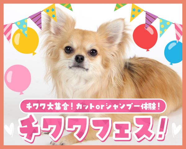 チワワフェス！／ＴＣＡ東京ＥＣＯ動物海洋専門学校