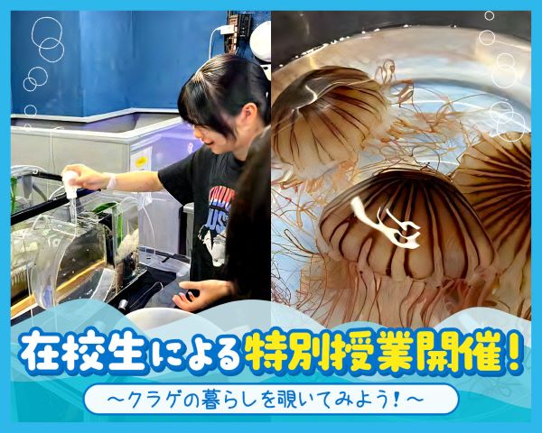在校生による特別授業開催！～クラゲの暮らしを覗いてみよう！～／ＴＣＡ東京ＥＣＯ動物海洋専門学校