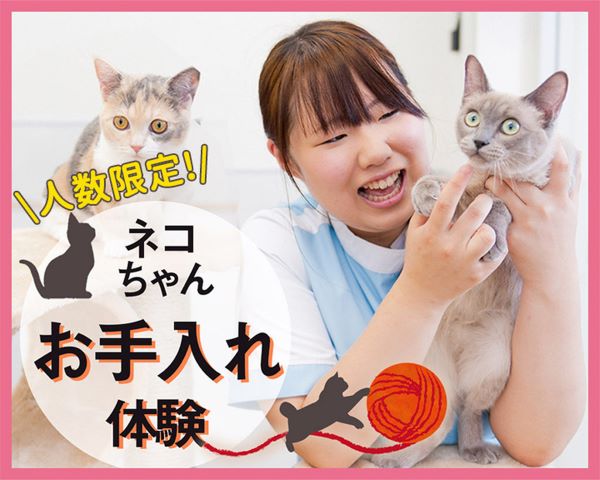 ネコちゃんお手入れ体験／ＴＣＡ東京ＥＣＯ動物海洋専門学校