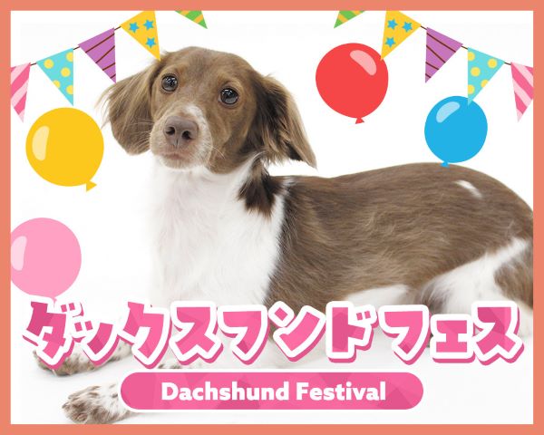 ダックスフンドフェス／ＴＣＡ東京ＥＣＯ動物海洋専門学校