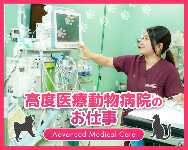 高度医療動物病院のお仕事／ＴＣＡ東京ＥＣＯ動物海洋専門学校