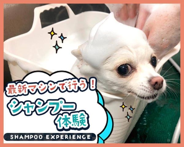 ＴＣＡ東京ＥＣＯ動物海洋専門学校