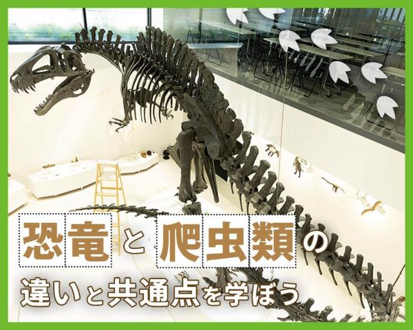 恐竜と爬虫類の違いと共通点を学ぼう／ＴＣＡ東京ＥＣＯ動物海洋専門学校