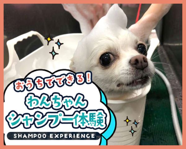 TCA東京ECO動物海洋専門学校