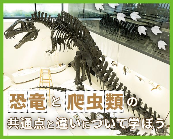 恐竜と爬虫類の共通点と違いについて学ぼう／ＴＣＡ東京ＥＣＯ動物海洋専門学校