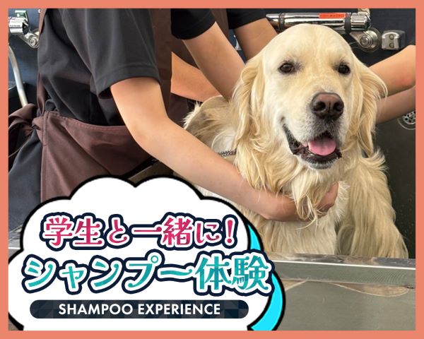 学生と一緒に！シャンプー体験／ＴＣＡ東京ＥＣＯ動物海洋専門学校