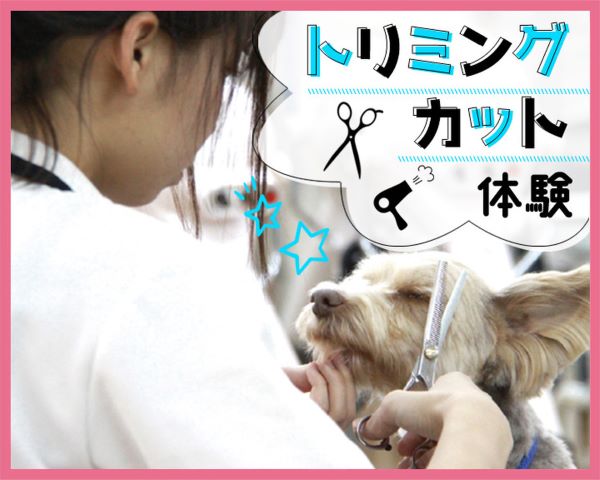 トリミングカット体験！／ＴＣＡ東京ＥＣＯ動物海洋専門学校
