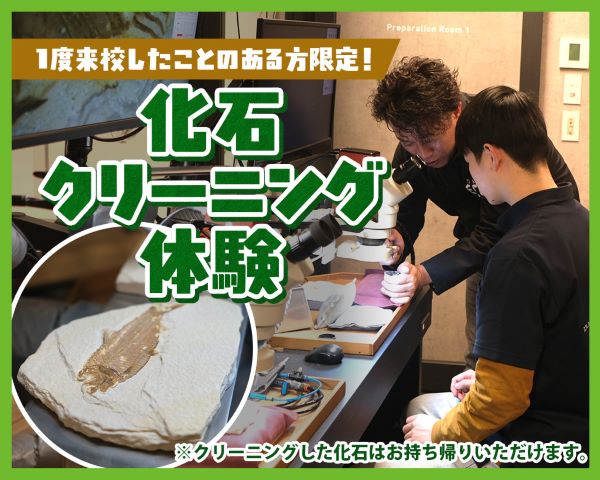 化石クリーニング体験／ＴＣＡ東京ＥＣＯ動物海洋専門学校