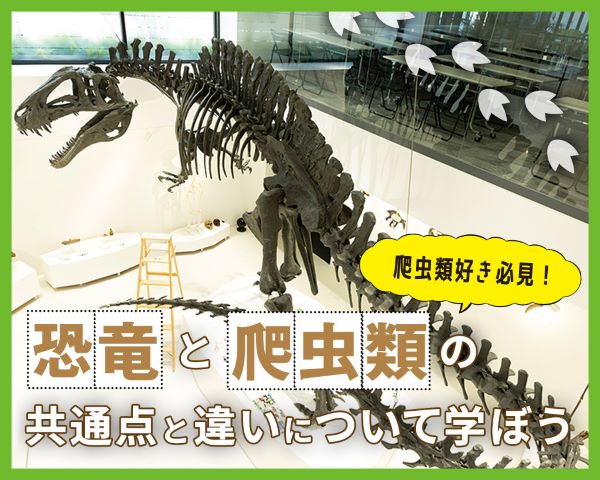 爬虫類好き必見！恐竜と爬虫類の共通点と違いについて学ぼう／ＴＣＡ東京ＥＣＯ動物海洋専門学校