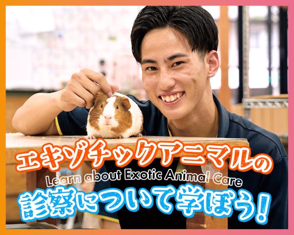 エキゾチックアニマルの診察について学ぼう！／ＴＣＡ東京ＥＣＯ動物海洋専門学校