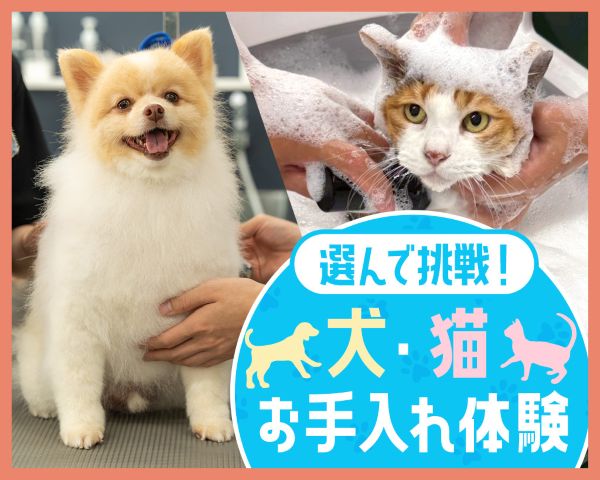 選んで挑戦！犬・猫お手入れ体験／ＴＣＡ東京ＥＣＯ動物海洋専門学校