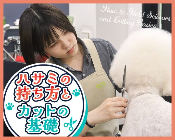 ハサミの持ち方とカットの基礎／ＴＣＡ東京ＥＣＯ動物海洋専門学校