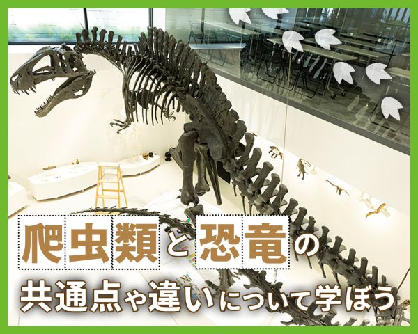 爬虫類と恐竜の共通点や違いについて学ぼう／ＴＣＡ東京ＥＣＯ動物海洋専門学校
