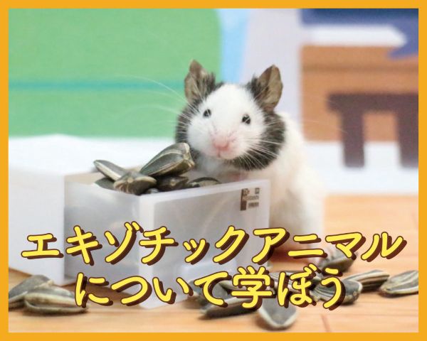 エキゾチックアニマルについて学ぼう／ＴＣＡ東京ＥＣＯ動物海洋専門学校