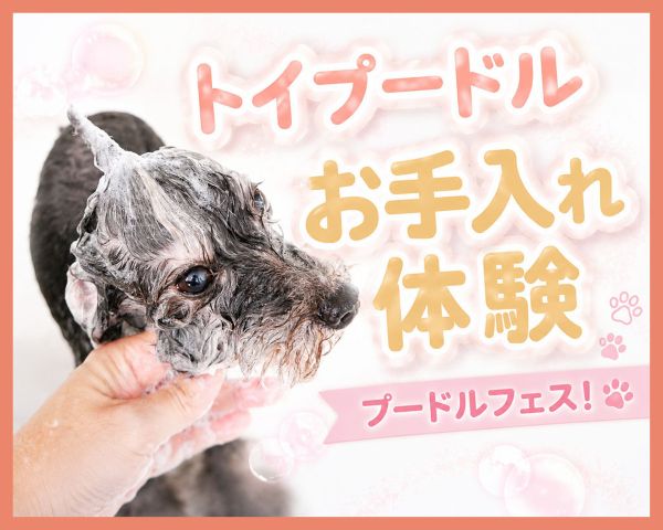 トイプードルお手入れ体験／ＴＣＡ東京ＥＣＯ動物海洋専門学校