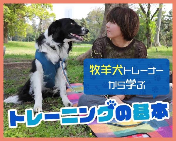 牧羊犬トレーナーから学ぶドッグトレーニング／ＴＣＡ東京ＥＣＯ動物海洋専門学校