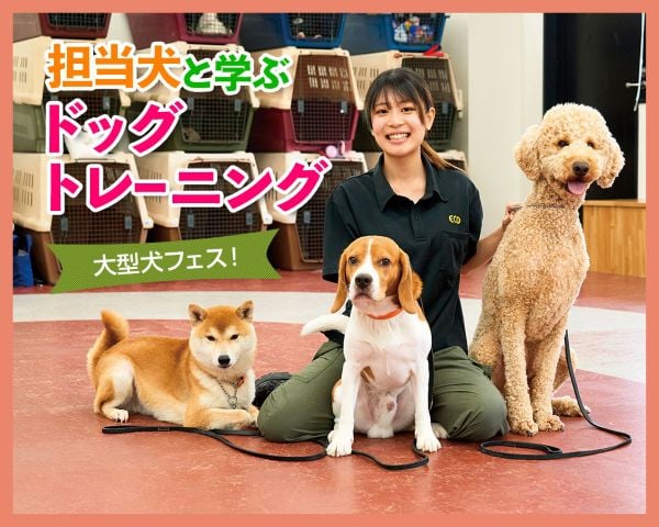 担当犬と学ぶドッグトレーニング／ＴＣＡ東京ＥＣＯ動物海洋専門学校