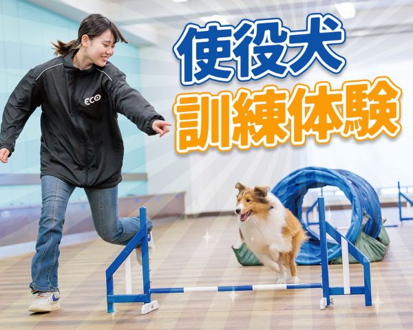 使役犬訓練体験／ＴＣＡ東京ＥＣＯ動物海洋専門学校