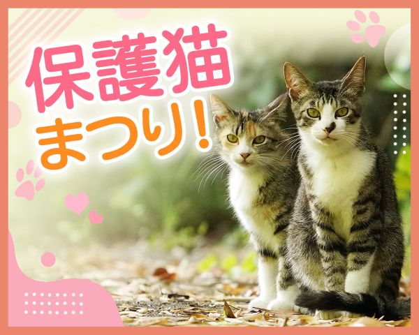 保護猫まつり！／ＴＣＡ東京ＥＣＯ動物海洋専門学校
