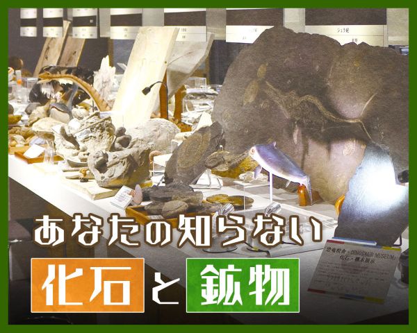 未知なる化石と鉱物の世界／ＴＣＡ東京ＥＣＯ動物海洋専門学校