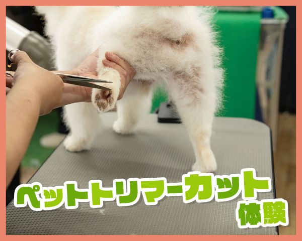 ペットトリマーカット体験／ＴＣＡ東京ＥＣＯ動物海洋専門学校