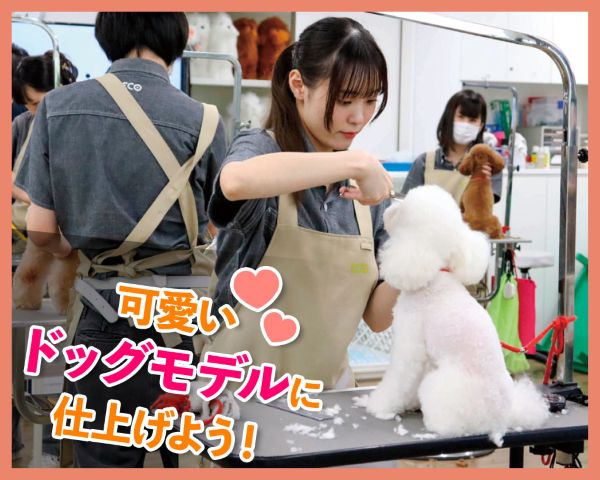 可愛いドッグモデルに仕上げよう！／ＴＣＡ東京ＥＣＯ動物海洋専門学校