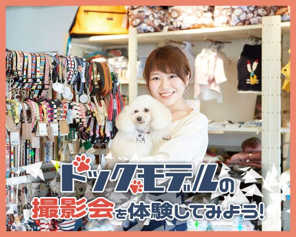 ドッグモデルの撮影会を体験してみよう！／ＴＣＡ東京ＥＣＯ動物海洋専門学校