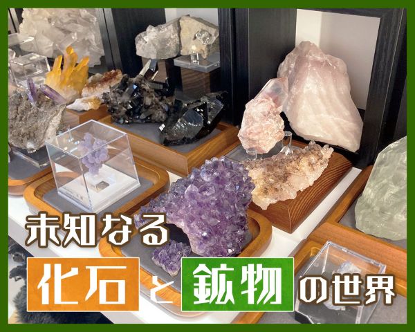 未知なる化石と鉱物の世界／ＴＣＡ東京ＥＣＯ動物海洋専門学校