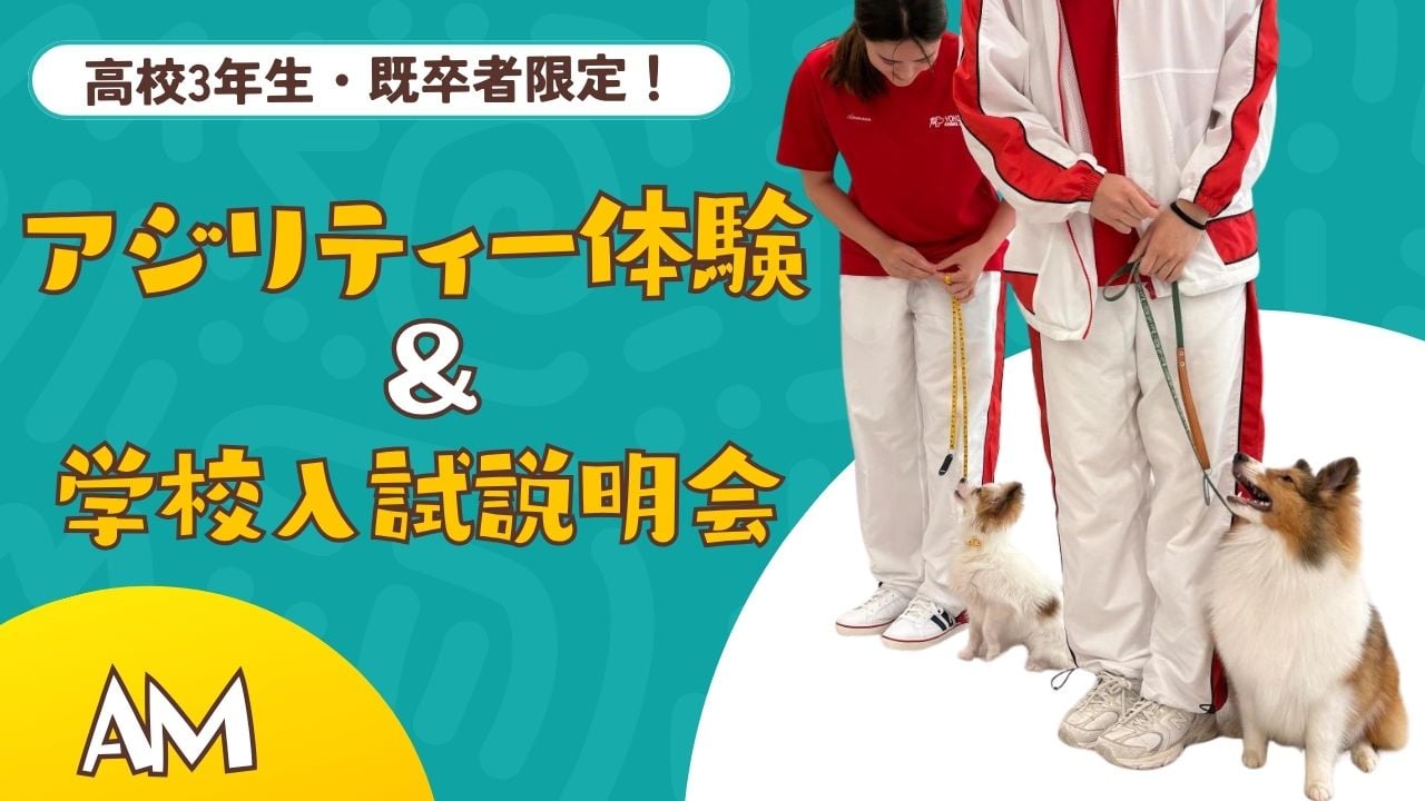 高校3年生・既卒者限定！アジリティー体験（午前）（6/14）／横浜動物専門学校