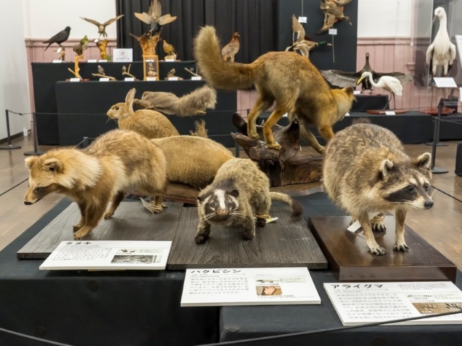 日本獣医生命科学大学のオープンキャンパス