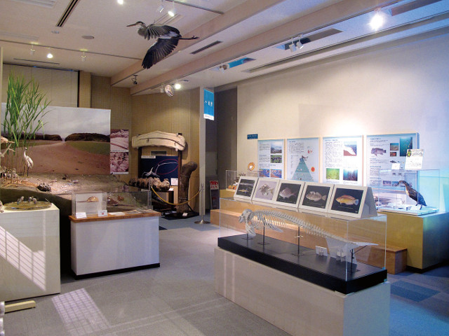 総合博物館は大学所蔵の貴重な化石や剥製、地域の環境や文化に関わる資料の展示など，常設展示の他に、企画展などのイベントも開催しています。
