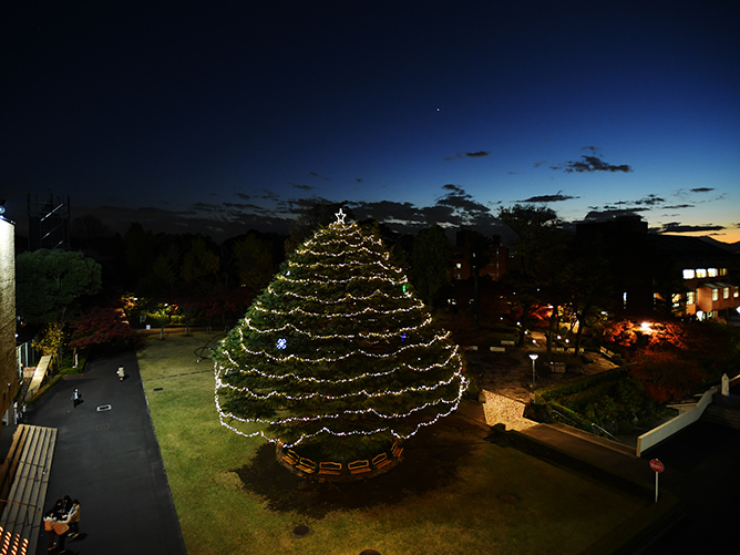 本館前の中庭にそびえるヒマラヤ杉は、キャンパスのシンボルです。