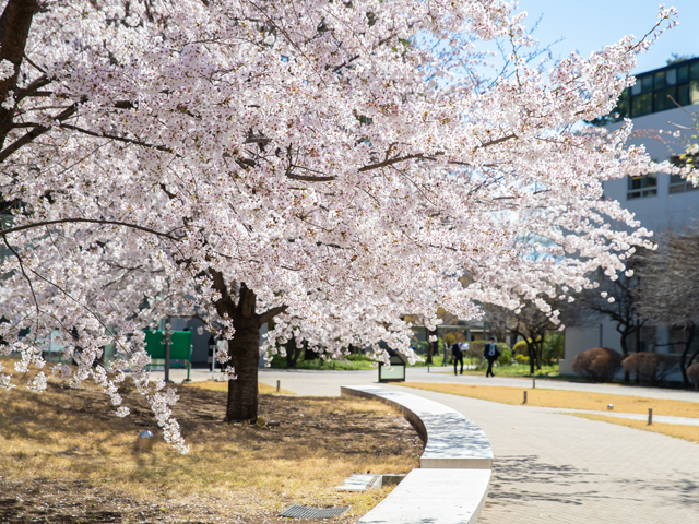 卒業式・入学式の時期は桜が咲き誇ります。