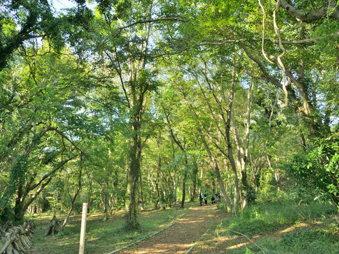 共生の森（ビオトープ）：キャンパスには面積2万平方メートルの広大な森があり、稲作も行われています。