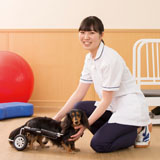 動物看護・理学療法学科