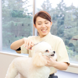 トリマー科