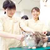 キャット科