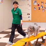 PRO DOG TRAINER科