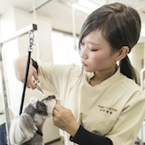 トリマー科