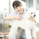 愛犬美容科