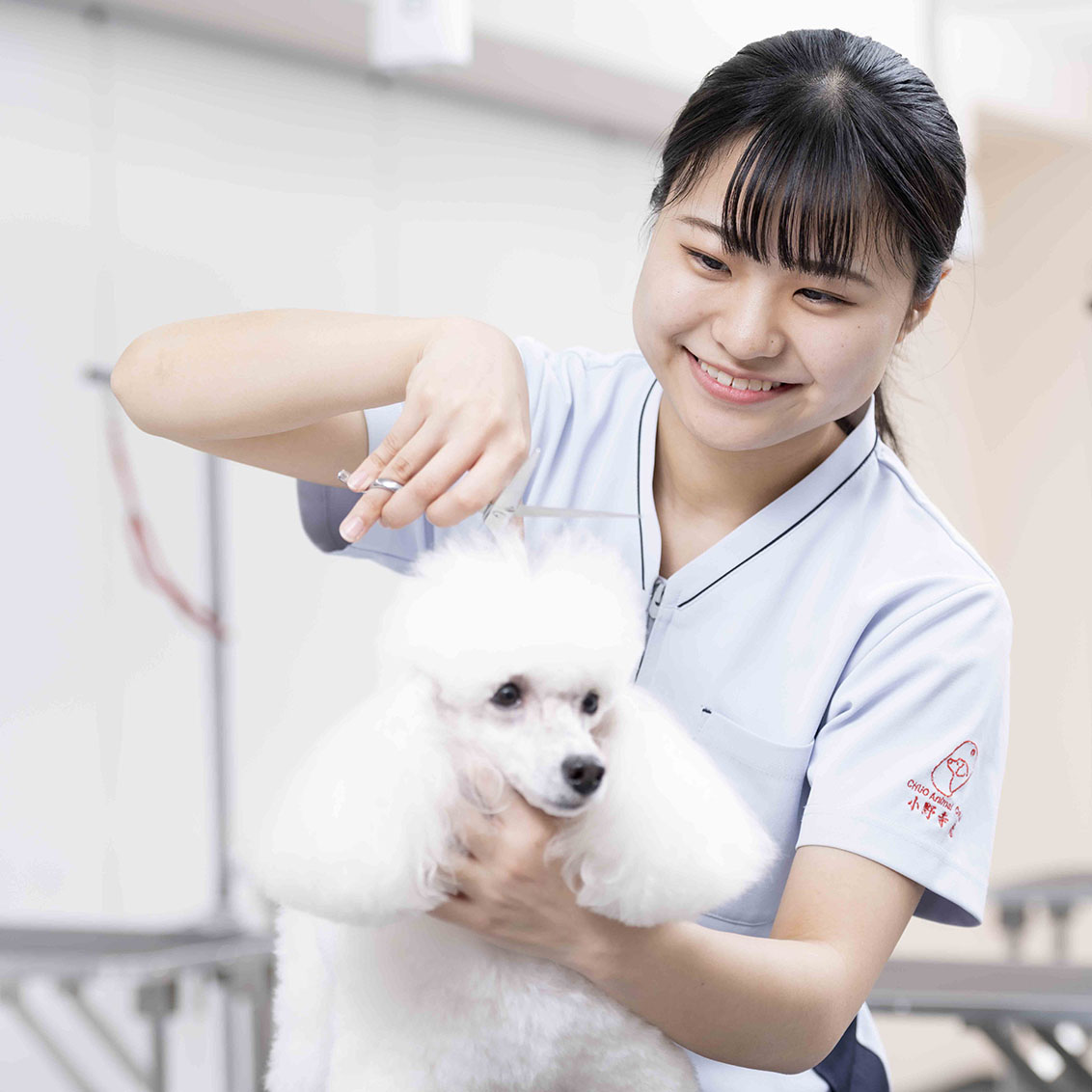中央動物専門学校 学科 コース詳細 愛犬美容科 学校案内や願書など資料請求 Js日本の学校