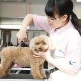 犬の美容学科