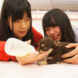 ペットケア総合コース