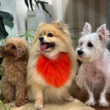 エコ・コミュニケーション科