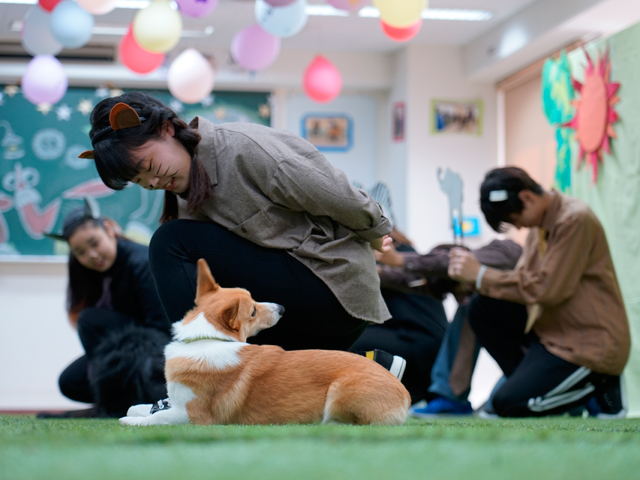 どうぶつ祭の大人気企画「トレーニングデモンストレーション」犬と人が行う感動のショーをお楽しみください。