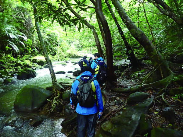 沖縄県の西表島では、島のほとんどが亜熱帯のジャングルという大自然の中でトレッキングや野生動物の観察など、さまざまなアクティビティを行います。